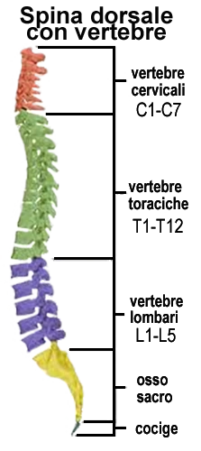 spina dorsale e vertebre
