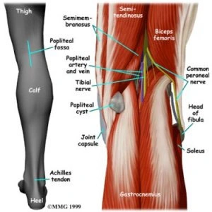 Gonalgia